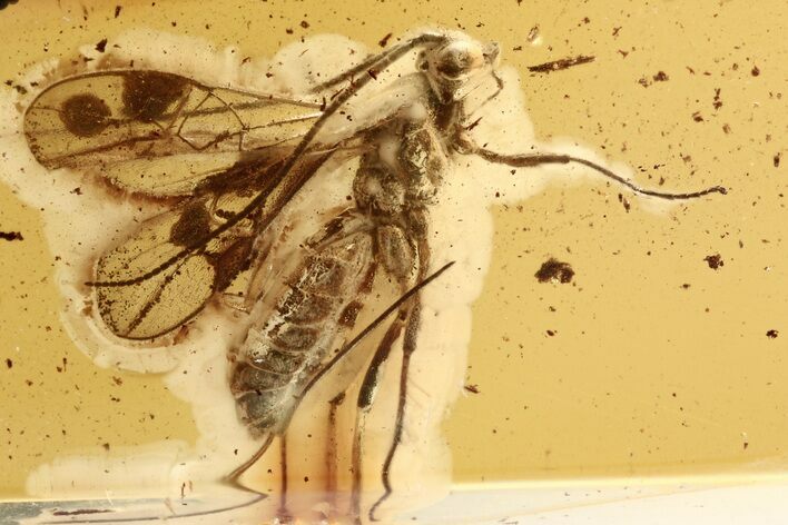 Detailed Fossil Parasitoid Wasp (Ichneumonidae?) In Baltic Amber #275473